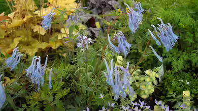 Corydalis flexuosa im Garten pflanzen