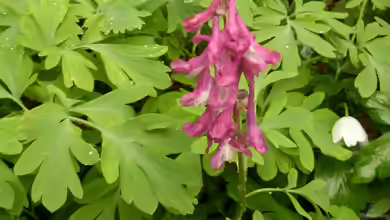 Corydalis intermedia im Garten pflanzen
