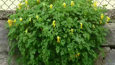 Corydalis lutea im Garten pflanzen