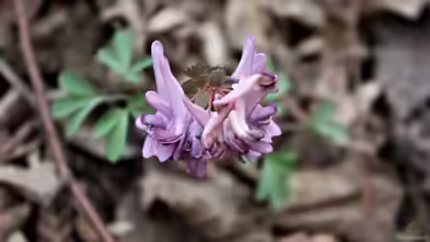 Corydalis pumila im Garten pflanzen