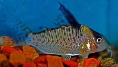 Corydoras delphax im Aquarium halten