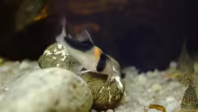 Corydoras duplicareus im Aquarium halten