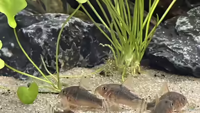 Corydoras gossei im Aquarium halten