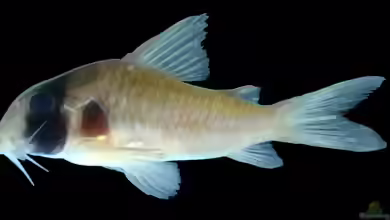 Corydoras griseus im Aquarium halten