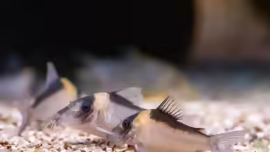 Corydoras imitator im Aquarium halten
