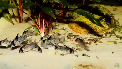 Corydoras kanei im Aquarium halten