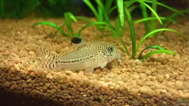 Corydoras leopardus im Aquarium halten