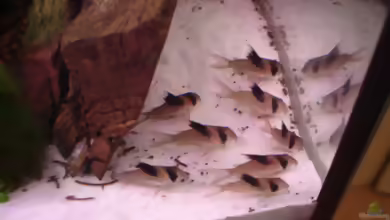 Corydoras melanistius im Aquarium halten