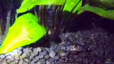 Corydoras Nachwuchs