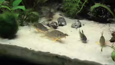 Corydoras nanus im Aquarium halten