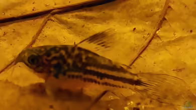 Corydoras napoensis im Aquarium halten
