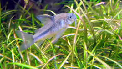 Corydoras nattereri im Aquarium halten