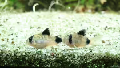 Corydoras panda im Aquarium halten