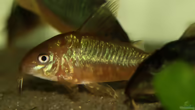 Corydoras pantanalensis im Aquarium halten