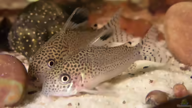 Corydoras punctatus im Aquarium halten