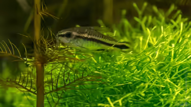 Corydoras pygmaeus im Aquarium halten