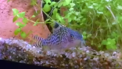 Corydoras reticulatus im Aquarium halten