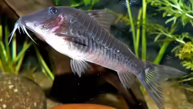 Corydoras semiaquilus im Aquarium halten