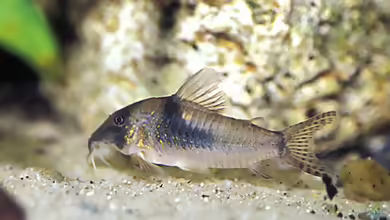 Corydoras septentrionalis im Aquarium halten