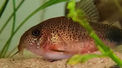 Corydoras similis im Aquarium halten