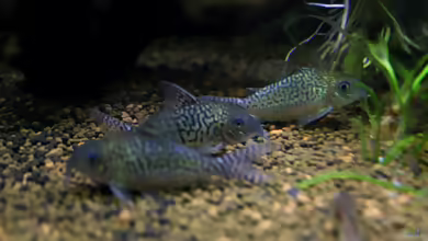 Corydoras sodalis im Aquarium halten