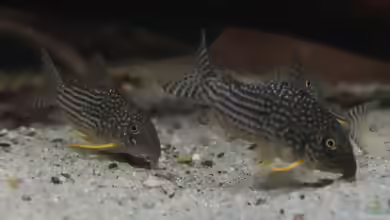 Corydoras sterbai: Sterbas Panzerwels im Aquarium halten