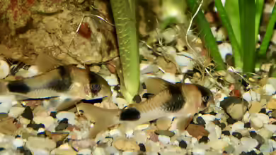 Corydoras weitzmani im Aquarium halten