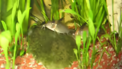 Corydoras????