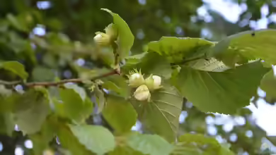 Corylus avellana im Garten pflanzen