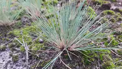 Corynephorus canescens im Garten pflanzen