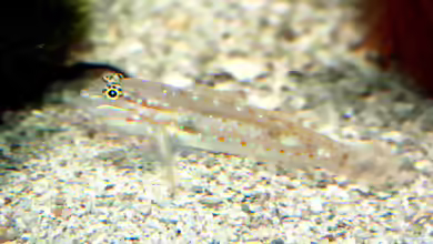Coryphopterus glaucofraenum im Aquarium halten