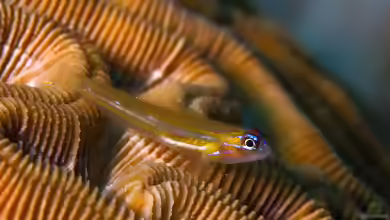 Coryphopterus lipernes im Aquarium halten