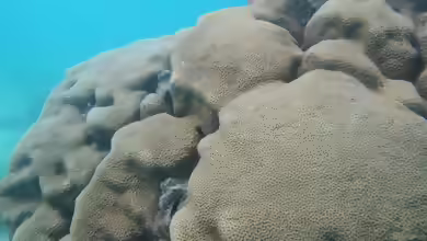 Coscinaraea exesa im Aquarium halten