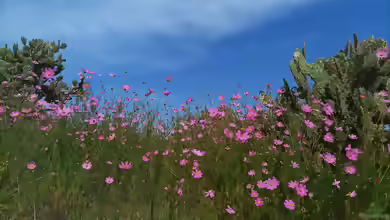 Cosmos bipinnatus im Garten pflanzen