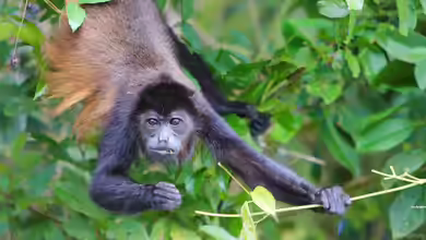 Costa Rica - Ein Paradies für Aquaristik- und Terraristikliebhaber