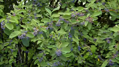 Cotoneaster acutifolius im Garten pflanzen