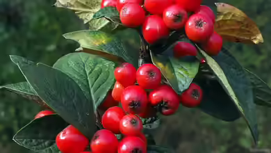 Cotoneaster integerrimus im Garten pflanzen