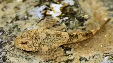 Cottus gobie im Gartenteich halten