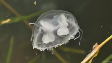 Craspedacusta sowerbii im Aquarium oder Teich halten