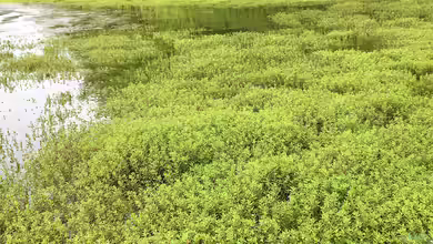 Crassula helmsii am Gartenteich