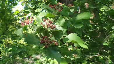 Crataegus chlorosarca im Garten pflanzen