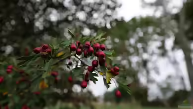 Crataegus im Garten pflanzen