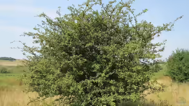 Crataegus laevigata im Garten pflanzen