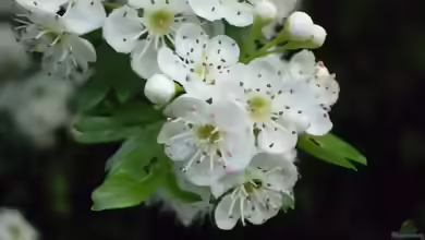 Crataegus monogyna im Garten pflanzen
