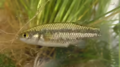 Crenichthys baileyi im Aquarium halten