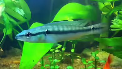 Crenicichla albopunctata im Aquarium halten