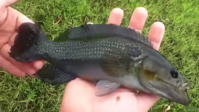 Crenicichla hu im Aquarium halten