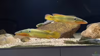 Crenicichla im Aquarium halten
