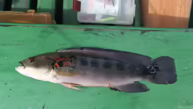 Crenicichla lenticulata im Aquarium halten