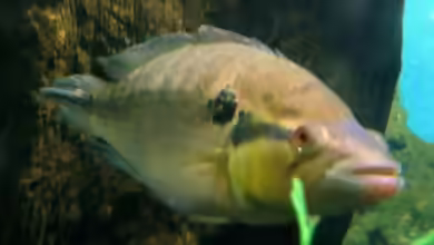 Crenicichla lepidota im Aquarium halten